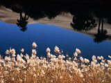 Palm Trees Reflected in the Oasis Water, Sahara Desert Fotografie-Druck von Frans Lemmens