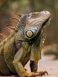 Common Iguana Male Showing Crest Photographic Print by Andy Rouse