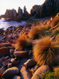 Cape Woolamai Fauna Reserve Photographic Print by Paul Sinclair