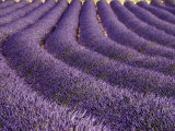 Champ de lavande, Provence Photographie par Bethune Carmichael