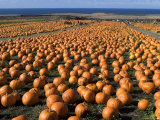Pumpkins in Field Photographie par Neil Setchfield