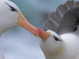 Black-Browed Albatross Courtship Ritual Photographic Print by Andy Rouse