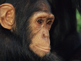 Young Chimpanzee Portrait Photographic Print by Andy Rouse