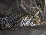 African Leopard Asleep on Rock at Night Photographic Print by Andy Rouse