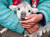 Lamb Sitting on Shepherd-Girl's Lap, Pastoruri Park Photographic Print by Uros Ravbar