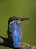 Common Kingfisher on Perch Photographic Print by Andy Rouse