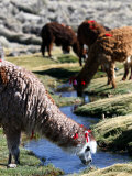 Grazing Alpacas Photographie par Paul Kennedy