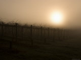Sun Rising Through the Fog at Riverstone Winery Fotografisk trykk av Tim Barker Sun Rising Through the Fog at Riverstone Winery Fotografisk trykk av Tim Barker