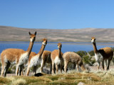 Wary Vicuna at Lago Chungara Lámina fotográfica por Paul Kennedy Wary Vicuna at Lago Chungara Lámina fotográfica por Paul Kennedy
