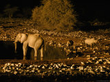 Elephants and Rhinoceroses Drinking at Watering Hole Fotografie-Druck von Frans Lemmens