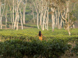 Young Girl Walks Through Tea Plantation Outside of Srimangal Photographic Print by David Greedy