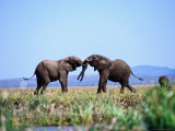 Two Elephants Fighting, Near Kariba Lámina fotográfica por Frans Lemmens