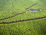 Single House Surrounded by a Vast Tea Plantation Photographic Print by Anders Blomqvist