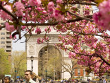 Washington Square Arch with Pink Blossoms in Foreground Fotografisk trykk av Michelle Bennett Washington Square Arch with Pink Blossoms in Foreground Fotografisk trykk av Michelle Bennett