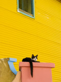 Cat Resting on Pillar Next to Yellow Wall, Barrio La Boca Photographie par Roberto Gerometta