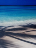 Palm Tree Shadows on Beach at Dickenson Bay Photographie par Richard I'Anson