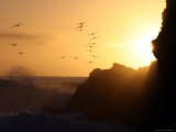 Pelicans at Sunset on Pilicura Beach Lámina fotográfica por Paul Kennedy Pelicans at Sunset on Pilicura Beach Lámina fotográfica por Paul Kennedy