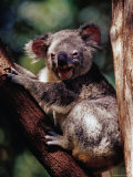 Koala at Brisbane's Alma Park Zoo Photographie par Richard I'Anson