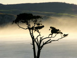 Lone Tree Overlooking Catlins' South Coast in the Evening Mist Photographic Print by Uros Ravbar
