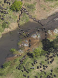 Aerial of Common Wildebeest Crossing River During Migration Photographic Print by Andy Rouse