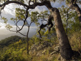 Woodland on Northern Escarpment of Mt Windsor Tableland Photographie par Grant Dixon