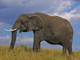 Elefante africano Lámina fotográfica por Andy Rouse Elefante africano Lámina fotográfica por Andy Rouse