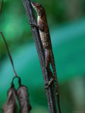 Anolis Lizard Blends into the Habitat at Corcovado National Park, Costa Rica Photographic Print by Tom Boyden