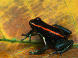 Poison Arrow Frog, Costa Rica Photographic Print by Tom Boyden