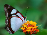 Nymphalid Butterfly, Native to the Rainforests of Costa Rica Fotografisk trykk av Tom Boyden Nymphalid Butterfly, Native to the Rainforests of Costa Rica Fotografisk trykk av Tom Boyden