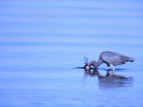 Mature Little Blue Heron, Which Has a Range from the Usa to South America Photographic Print by Tom Boyden