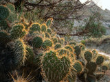 Ball Cactus or Pincushion Cactus in the Northern Region of Theodore Roosevelt National Park Photographic Print by Rob Blakers