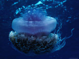 Sea Jelly Photographic Print by Robert Halstead