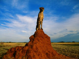 Cheetah Photographic Print by Dave Hamman