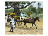 Ripe Bananas Brought to the Wharf, Annatto Bay, Jamaica, 1880s Lámina giclée