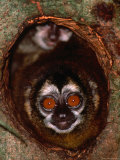 Nocturnal Nightowl Monkey, Which Ranges in the Wild Throughout Central and South America Fotografisk trykk av Tom Boyden Nocturnal Nightowl Monkey, Which Ranges in the Wild Throughout Central and South America Fotografisk trykk av Tom Boyden