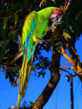 Great Green Macaw at Tilijari, Costa Rica Photographic Print by Tom Boyden