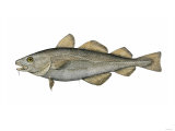 Cod Specimen Collected at Eastport, Maine, by the Us Fish Commission, 1872 Giclee Print