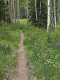 Trail Through Aspen Forest in the Pecos Wilderness, Sangre De Cristo Mountains, New Mexico Photographic Print