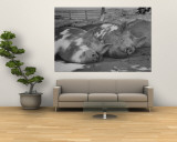 Yorkshire Hogs Smirking with Comfort in Pen on Curtiss Farms Owned by the Curtiss Candy Co. Wall Mural by Wallace Kirkland