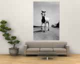 Jimmy the Horse Rollerskating Down Road in Front of Its Farm Wall Mural by Joe Scherschel