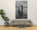 Rhesus Monkey Sitting in Water Up to His Chest Wall Mural by Hansel Mieth