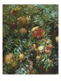 Pomegranates, Majorca Reproduction procédé giclée par John Singer Sargent