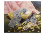 Silver Persian Kittens Playing, 19th Century Giclee Print by Lilian Cheviot