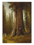 California Redwood Trees Giclee Print by Thomas Hill