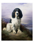 Royal, a Tri-Colour Working Springer Spaniel Giclee Print by Lilian Cheviot