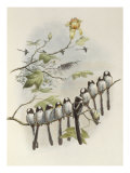 Long-Tailed Tit, Mecistura Caudata, The Birds of Great Britain, 1862-1873 Reproduction procédé giclée par John Gould