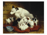 The New Arrivals, 19th Century Giclee Print by Henriette Ronner Knip