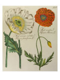 Red and White Poppy, c.1803-1810 Giclee Print by Peter Martynovich Hoffmann