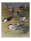 Various Terns, 1915 Giclee Print by Archibald Thorburn