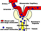 Kidney Function Filtration Glomerular Photographic Print